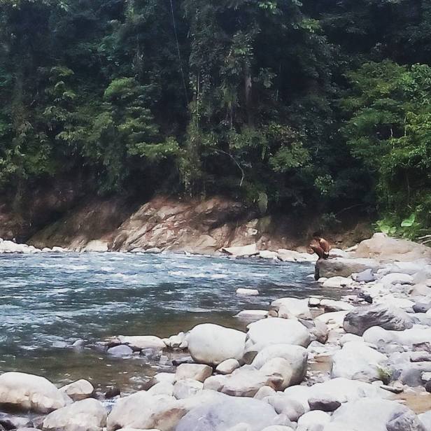 campamento bukit lawang.jpg