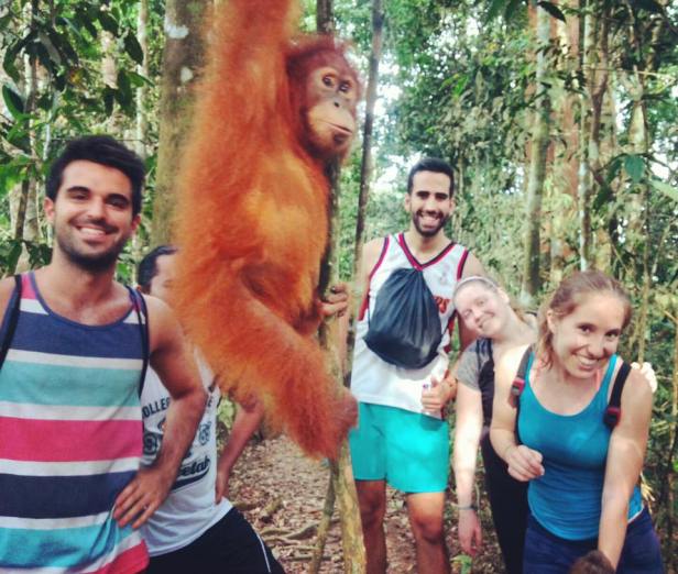 orangutanes en bukit lawang.jpg